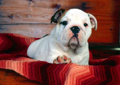 A Comfy Drawer Bulldog Puppy HD Wallpaper Backgrounds Dog Pictures